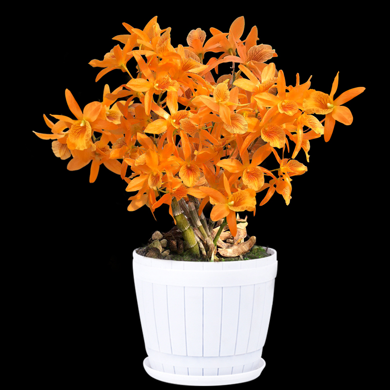 Jiangnan Maple Red Water Golden Hairpin Dendrobium Dendrobium dendrobium Miao Potted Flowers Plant Small Green Flowers Plant Small Green Value Bonsai