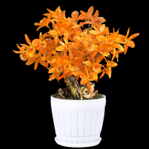 Jiang Nan Feng Chishui Nobile Dendrobium Dendrobium tin dendrobium seedlings potted rare dendrobium orchid plant plant small green value bonsai