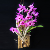 Jiangnan Maple Ornamental Scented Musk Dendrobium Dendrobium Plate Planting Office Tin Dendrobium Miao Chandelia Flower Hydroponic Plant