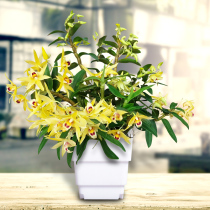 Dendrobium seedling Indoor green plant flower pot Hanging orchid flower plant Green dendrobium hydroponic flower Succulents