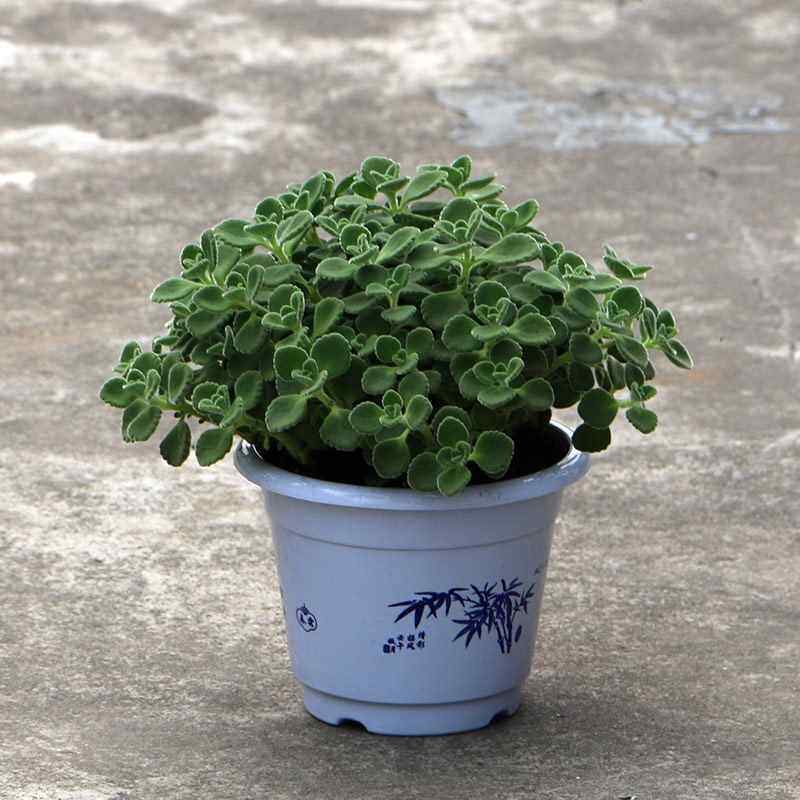 阳台庭院盆栽绿植 香水瓶幸运  除味 一抹香 碰碰香 有驱蚊草效果