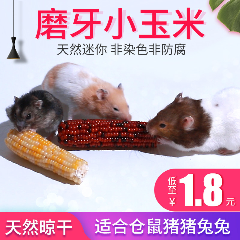 Mini corn Molar Hamster molar Corn cob Guinea Pig Rabbit molar Small corn hamster corn cob 1