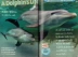 English truyện tranh gốc National Geographic Kids level2: Dolphins National Geographic lớp tiểu học đọc sách ảnh cho trẻ em Tiếng Anh Giác Ngộ Đồ chơi giáo dục