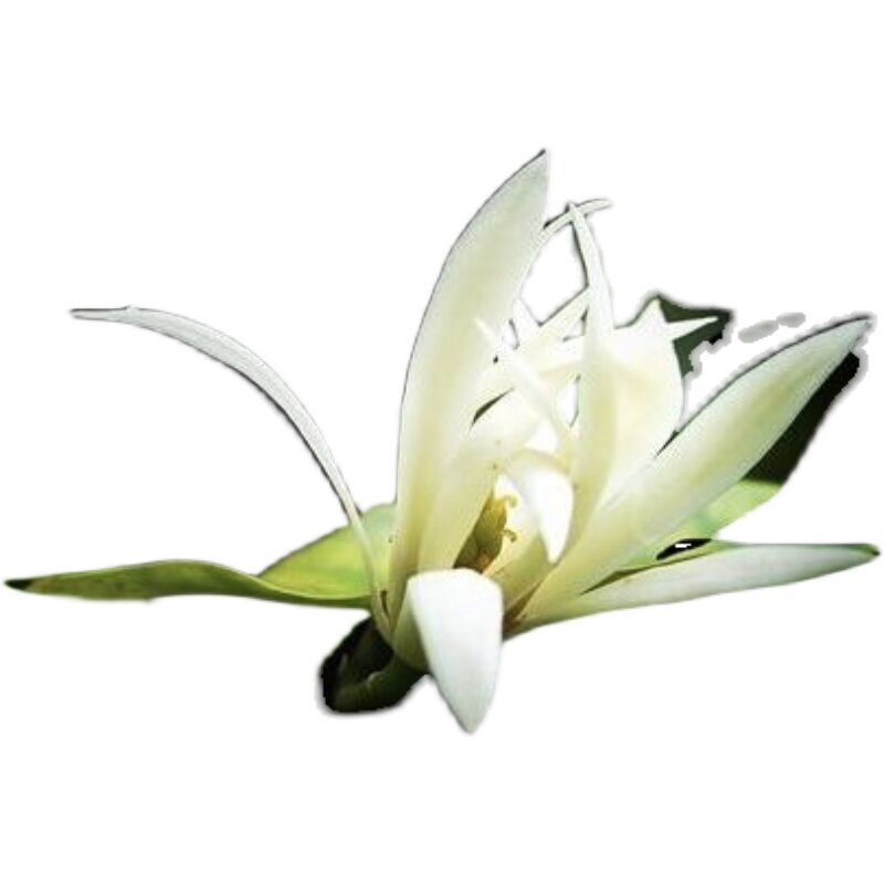 沙纳掌柜