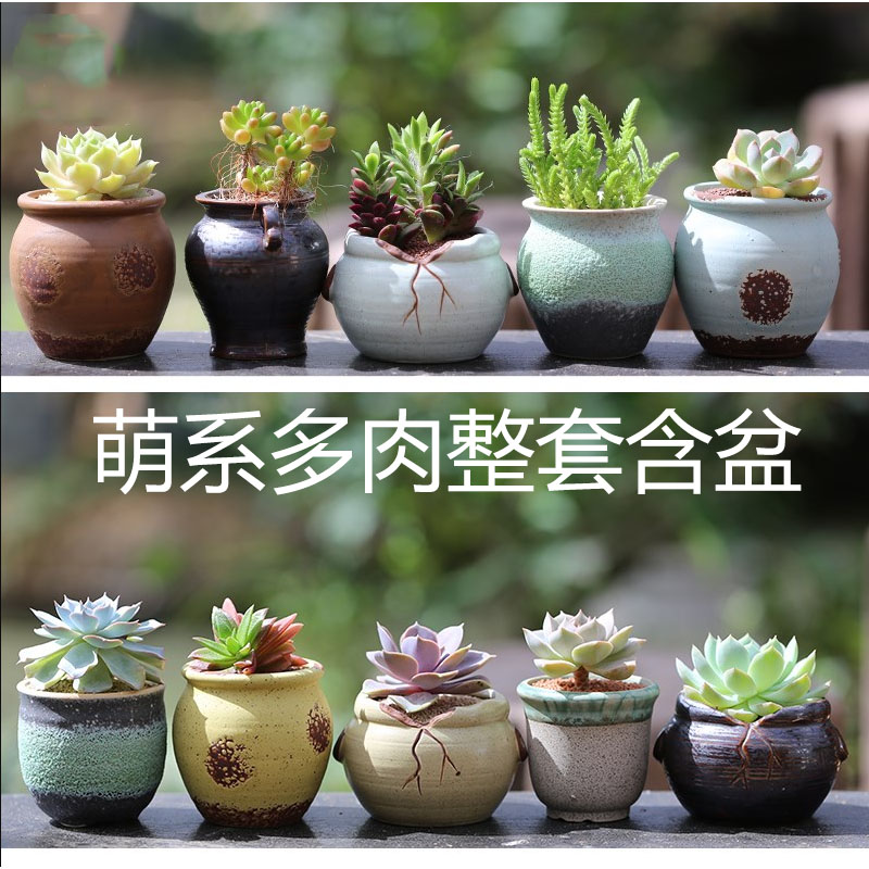 Home Multi-meat Potted Dormitory Women Small New hand room inside and outside Four Gifts Small Bonsai Small Basin Parquet Ultra Cute