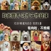 Thức ăn cho chó loại chung Teddy VIP Golden Reaper Xiong Bomei Samoyed 10 con chó nhỏ và vừa cỡ người lớn gấp đôi 5 kg - Chó Staples Chó Staples