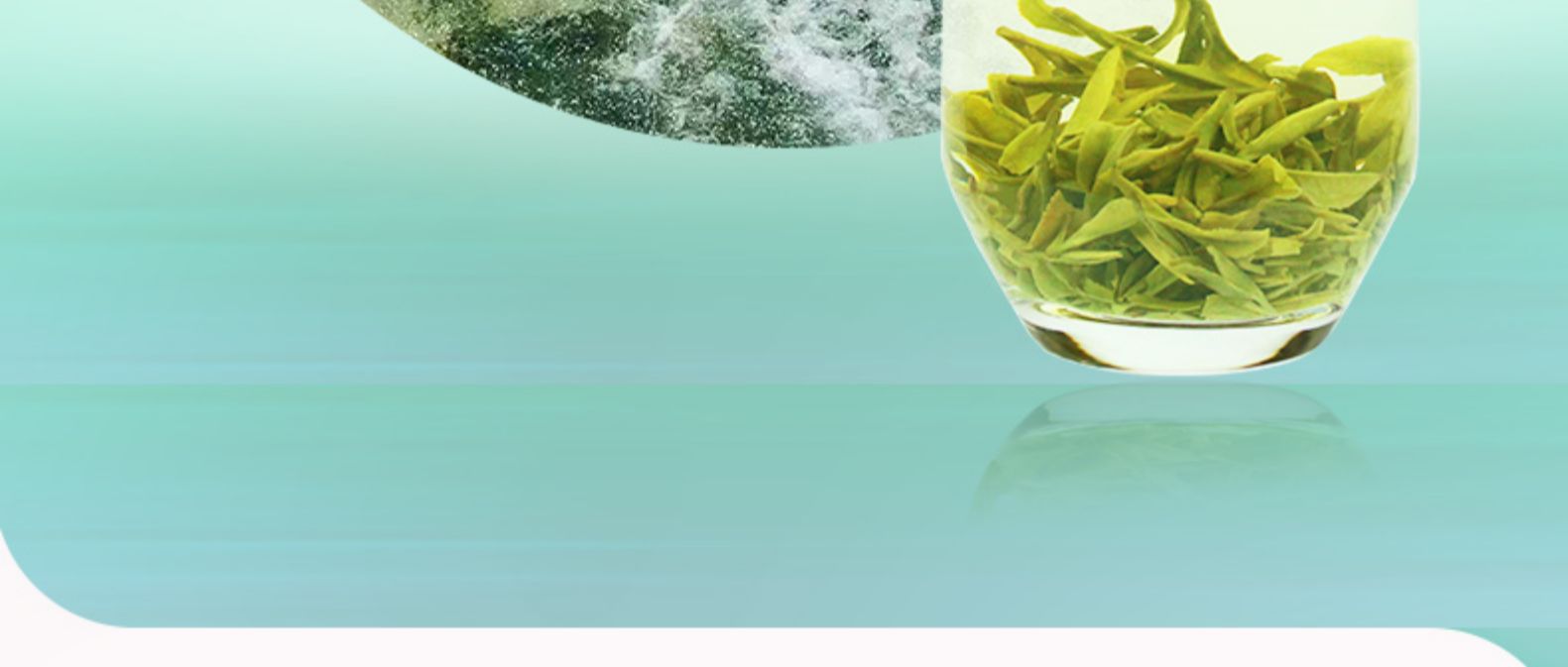 崂陈 特级豆香型崂山绿茶 500g 图5