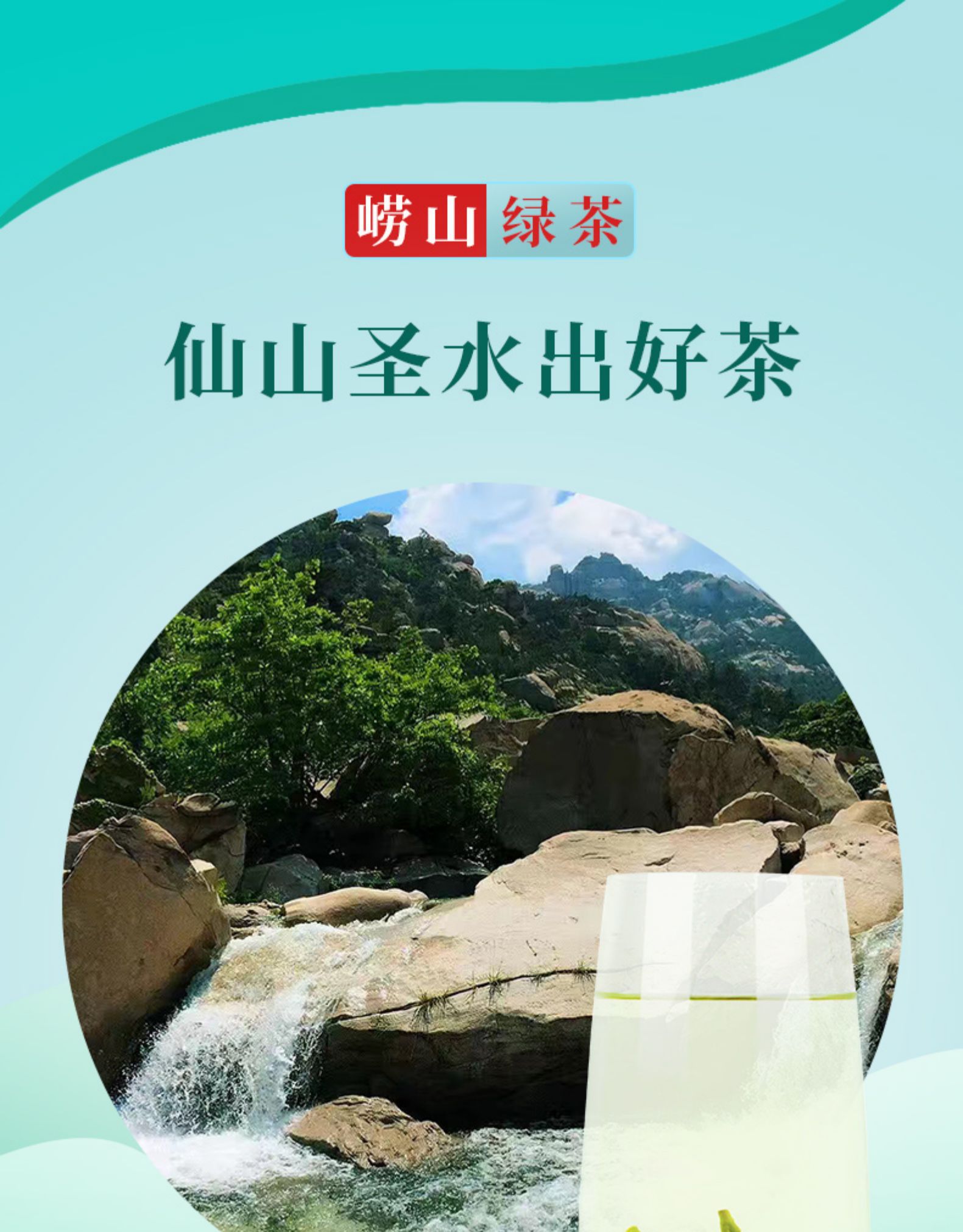 崂陈 特级豆香型崂山绿茶 500g 图4