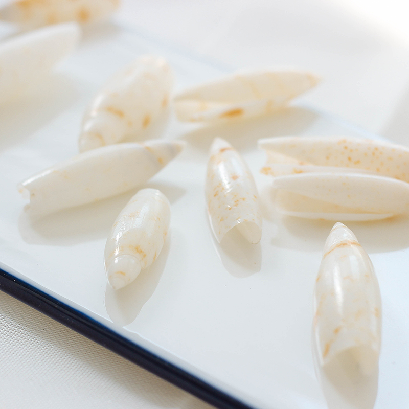 Bullet screw natural shell crafts small sea sea wind decoration specimen collection of natural wind microlandscape