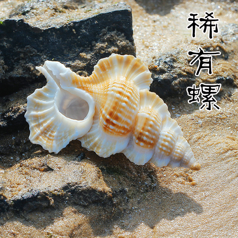 Natural Sea Snail Shell Specimen Wing Screw Rare collection Fish tank Aquarium Building View Marine Wind Swing Piece decorations