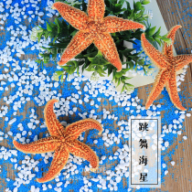 Natural sea star Pentagonal sea star specimen shell Mediterranean style decoration Wedding floor wall sticker ornaments