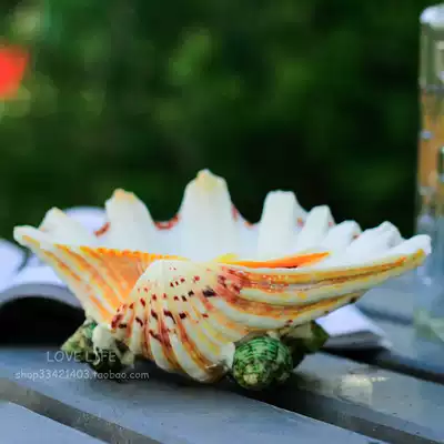 Natural shell succulent plant flower pot creative ashtray small fruit plate soap box home Ocean wind ornaments gift