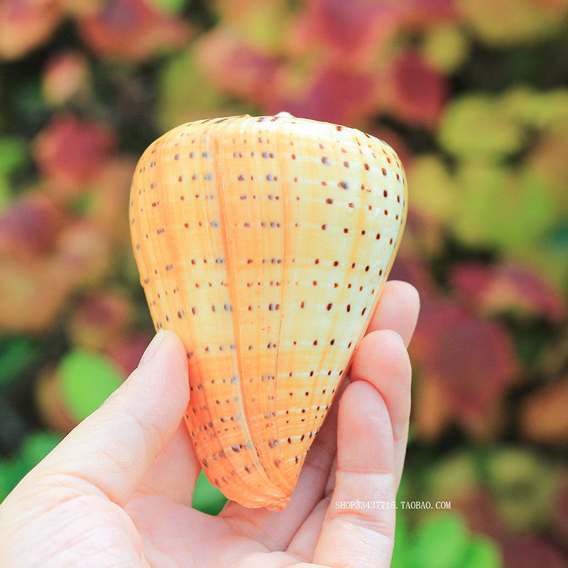 Natural Taro Snail Yellow Corn Snail Black Star Taro Snail Shell Sea Snail Fish Bowl scenery Home Decorative Pint Mediterranean Pendulum-Taobao