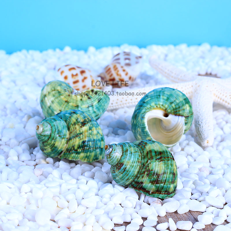 Natural Green Snail 3-4cm conch shell fish tank landscape hermit crab shell roll fish floor wall stickers wedding home