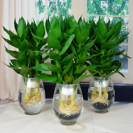 Guanyin Bamboo Rich Bamboo Water Culture Plant Potted Lotus Flower Indoor Office Transfer Bamboo Green Plant Flower Pot