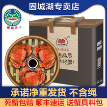 Gucheng Lake hairy crab fresh aquatic crab spot male 5 two female 4 two 8 gift box extra large live crab Mid-Autumn Festival