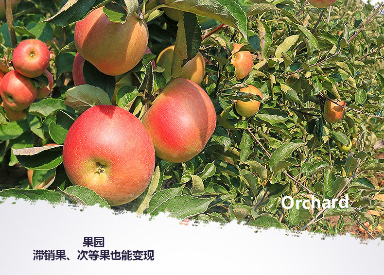 Новое фруктовое вино_06.jpg