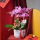 Серый 4 порошок phalaenopsis platinum