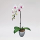 1 белый фалаенопсис