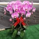 5 тибетская карта сокровищ Phalaenopsis