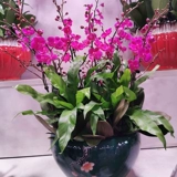 Тяньцзин Пекин День Рождения о доставке цветов Плюс горшечный растение с будком Новогоднего Года Смотрение Cymbidium