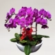 8 Purple Phalaenopsis c тип