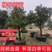 Tangerine sugar tangerine sugar tangerine saplings citrus saplings fruit trees fruit saplings planted in the south
