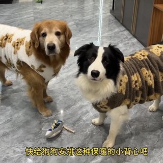 Border collie clothes for autumn and winter plus velvet to keep warm and prevent hair loss. husky golden retriever labrador large dog big dog cotton coat