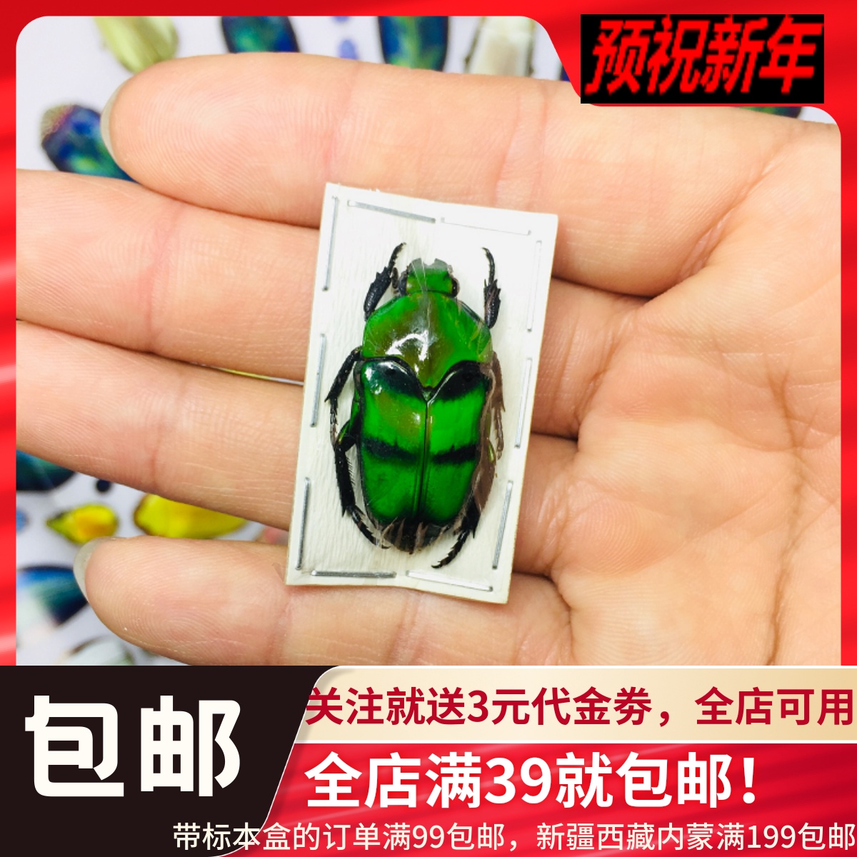 Foreign Insect Specimens Flowers Gold Tortoise Beetle Beetle Real Insect Ischiopsopha Bifacciata Beetle Collection-Taobao