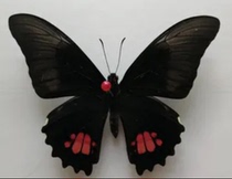 Proposed red veins Zhifeng butterfly specimen Papilio anchisiades not spread with A1 original butterfly powder pink tender 153