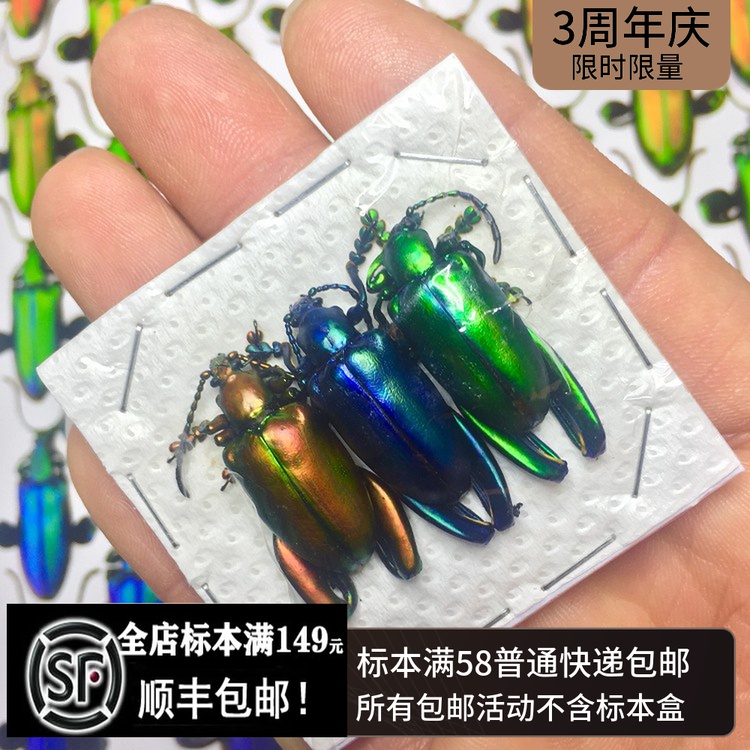 A group of three tricolor tibia specimens Sagra longicollis frog leg golden flower worm Beetle Beetle gidin