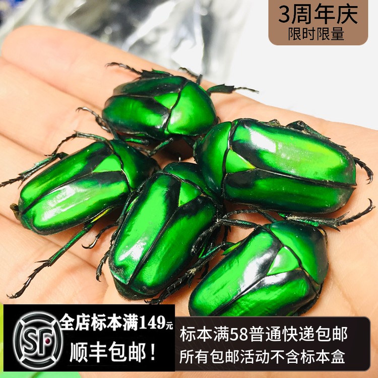 Lilo flower beetle specimen Beetle true insect Butterfly Gidding insect specimen Dry insect A2 Body intact beautiful color