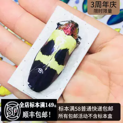 Chrysochroa bequeti rugicollis beetle insect stardon specimens