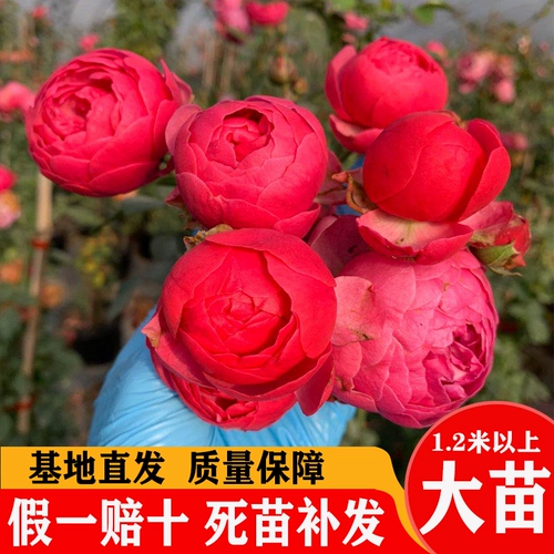 1,5 метра высокого розового цветочного цветочного цвета и винограда в этом сезоне.