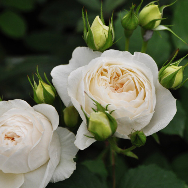 White thick and fragrant vines This month Paradise Climbing Big Flowers Multipetal rosemary Blossom Rose Fry is resistant to cold and beautiful