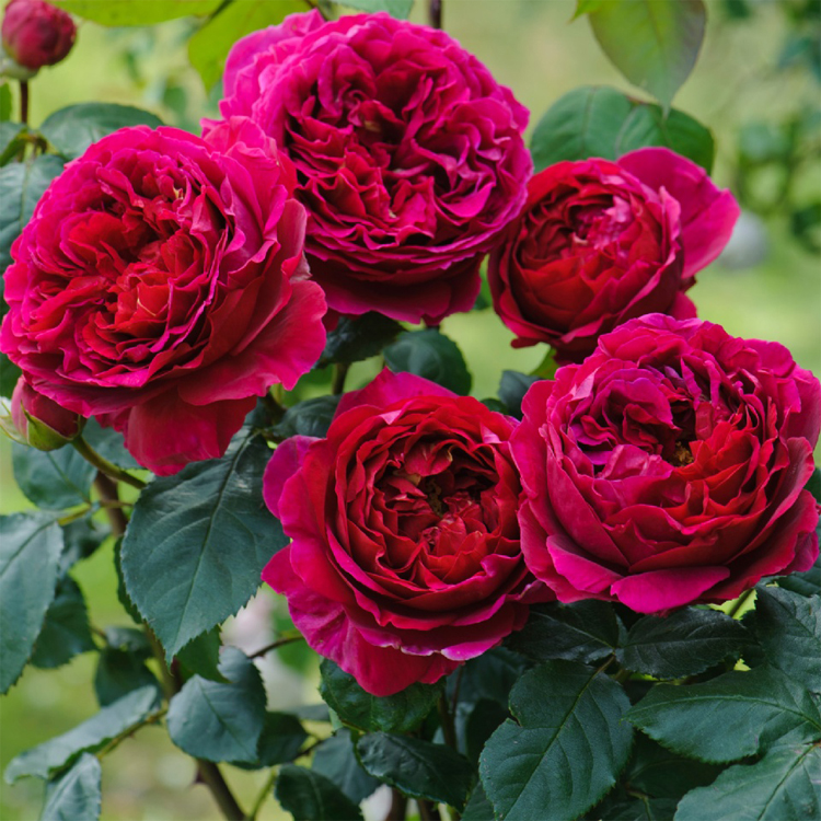 Large-flowered fragrant vine rose seedlings Falstaff multi-flowered vine rose rose seedlings potted cold-resistant plants