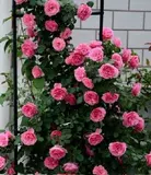 Dahua сильные благовония розовая розовая дарина для скалолаза.