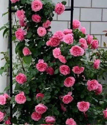 Dahua сильные благовония розовая розовая дарина для скалолаза.