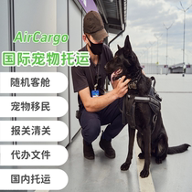 International pet consignment of cats and dogs abroad returning serum to the United States Europe Canada Japan Thailand and South Korea