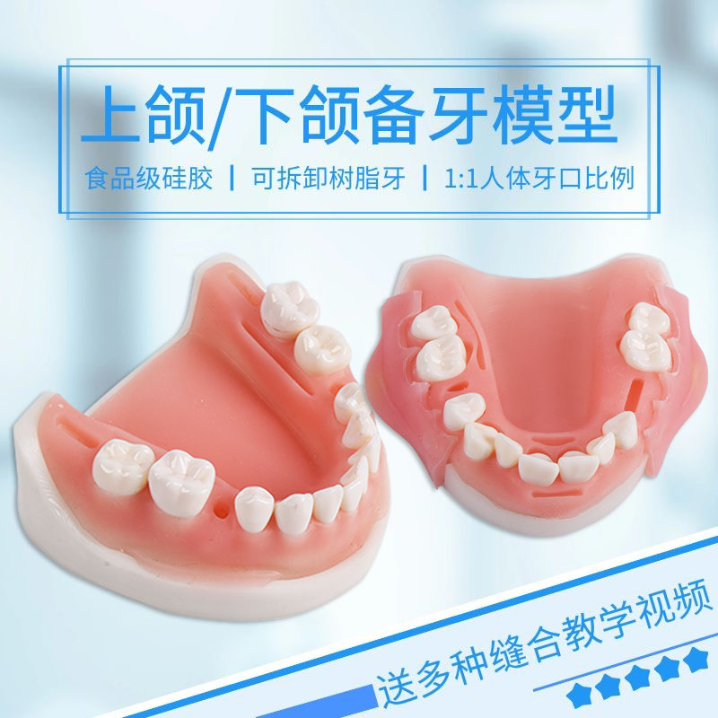 学生备牙练习上下颌半口备牙模型可拆卸牙齿 牙周缝合练习