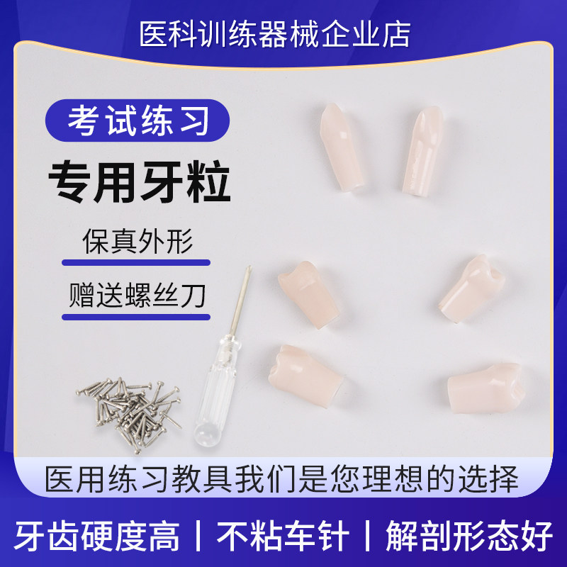考试练习专用牙粒牙齿模型可拆卸树脂牙粒无甲醛异味