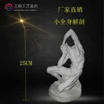 Small whole body anatomy muscle man plaster image teaching aids mold sketch still life sketching art body art