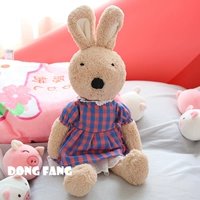 Золотая апельсиновая голуба