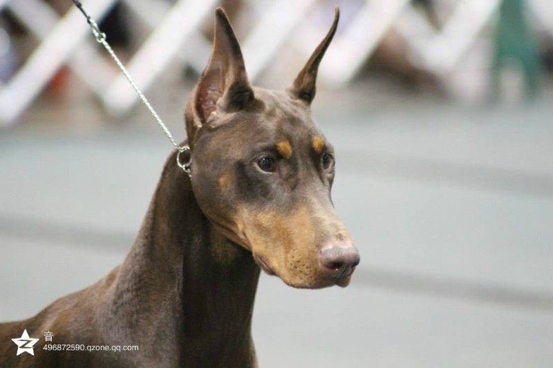 The price difference is over-connected