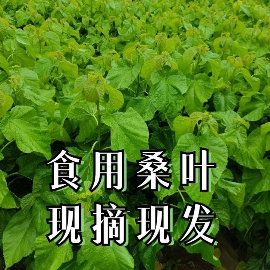 养蚕专用桑叶|新手必看!粤桑11号vs桂优桑蚕苗怎么选?🌿-蚕宝宝-淘宝百科网
