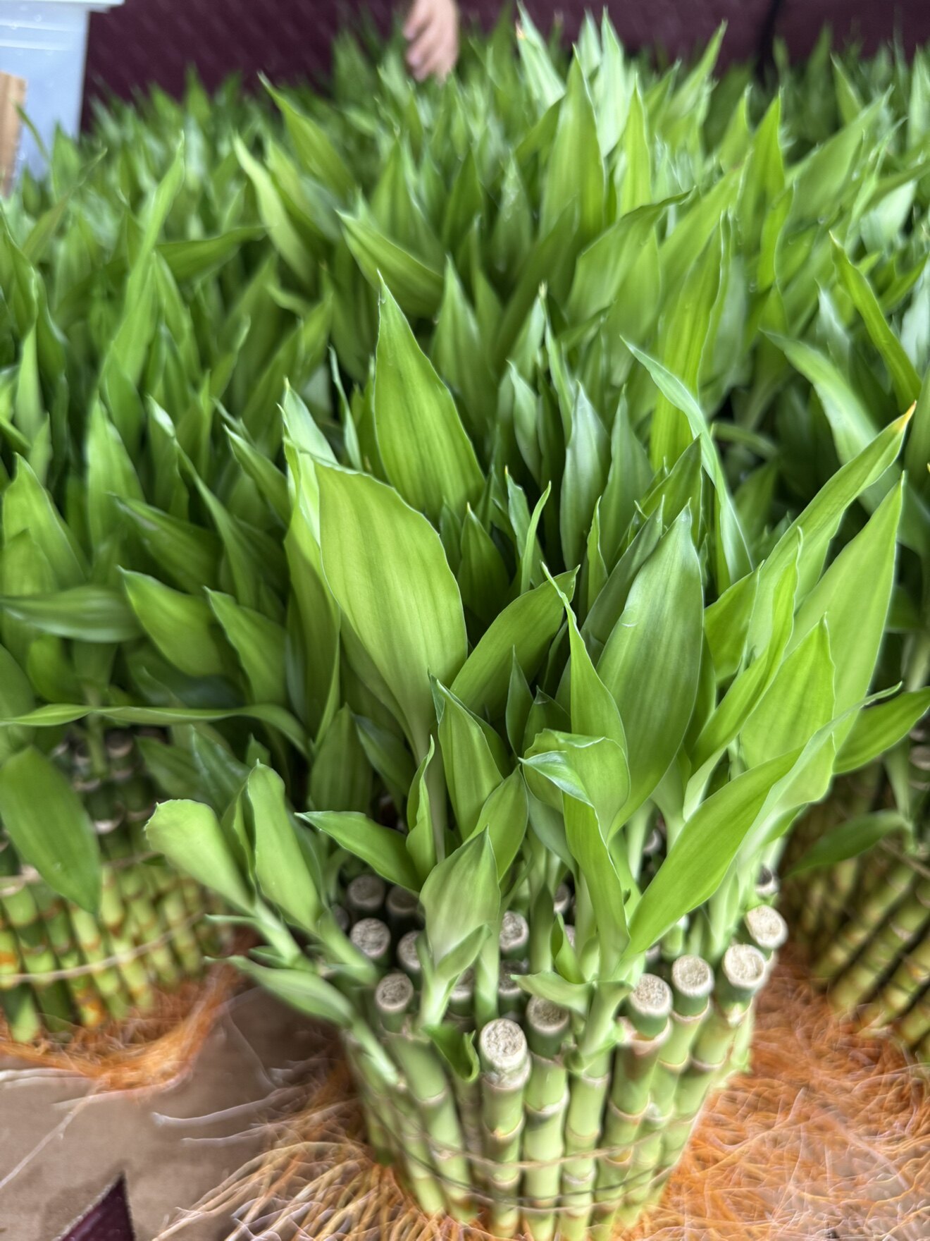 大富大贵基地