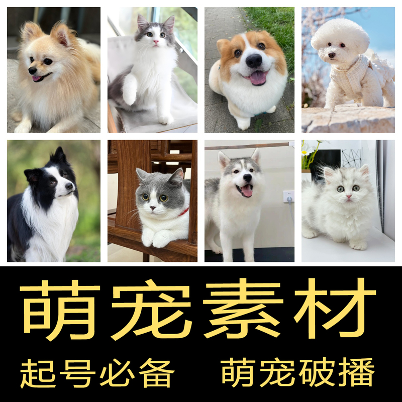 Cute Pet Videos Without Watermarks, High-Definition Cats and Dogs, Funny Pet Short Videos for Tiktok, Kuaishou, and Xiaohongshu