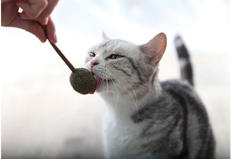 Catnip kẹo mút lông ăn vặt răng hàm mèo vui cắn cắn sạch răng gỗ bọ cạp mèo cỏ mèo cung cấp P đồ ăn cho mèo