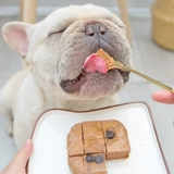 Японский доктор Данте, ланч -ланч для собак собаки, собака, уход