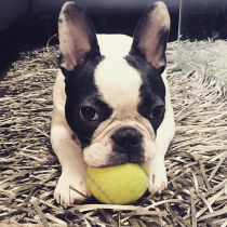 Dog toy ball Dabo bouncy ball resistant grinding teeth tennis pet puppies Labrador puppy toys